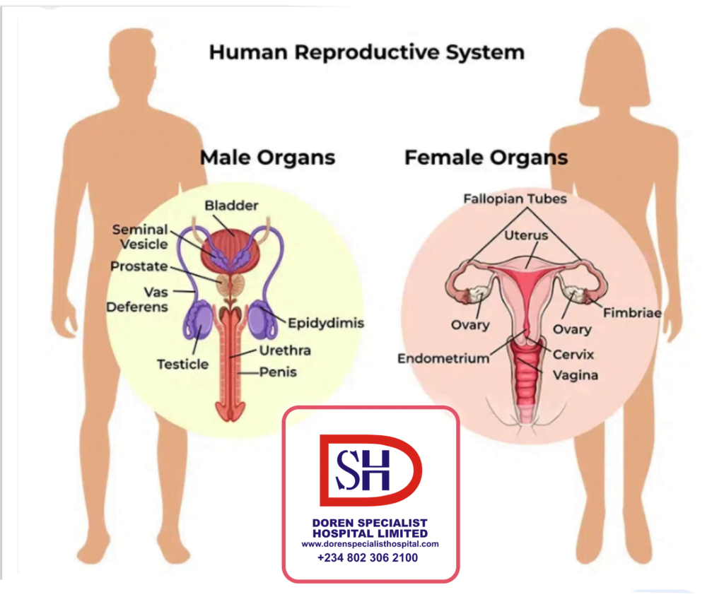 KNOW YOUR BODY (REPRODUCTIVE SYSTEM: The sex organs of the body) - Dorens  Specialist Hospital